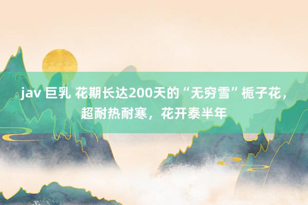 jav 巨乳 花期长达200天的“无穷雪”栀子花，超耐热耐寒，花开泰半年