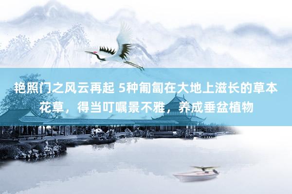 艳照门之风云再起 5种匍匐在大地上滋长的草本花草，得当叮嘱景不雅，养成垂盆植物
