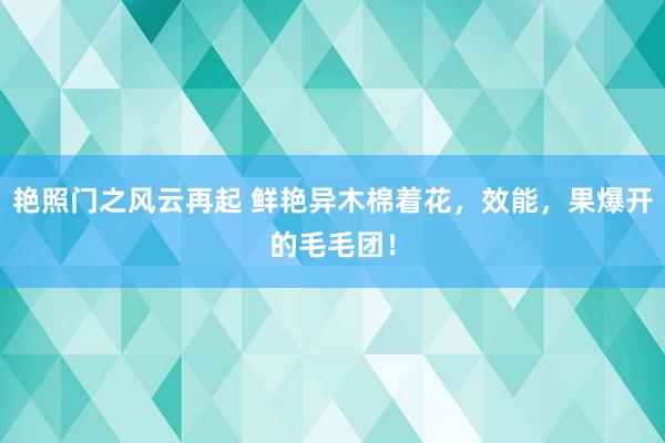 艳照门之风云再起 鲜艳异木棉着花，效能，果爆开的毛毛团！